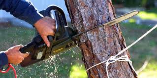 Best Commercial Tree Services  in Curtice, OH