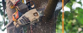 Curtice, OH  Tree Services Company