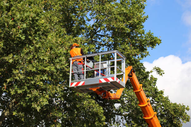 Best Arborist Consultation Services  in Curtice, OH