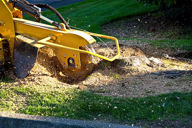 Why Choose Our Tree Removal Services in Curtice, OH?